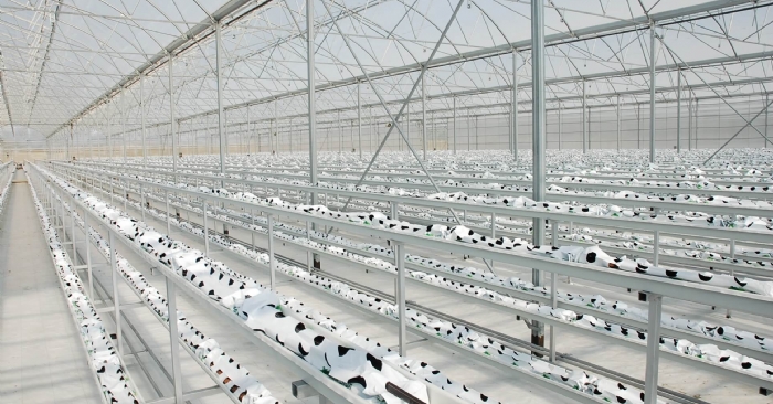 Gothic Polycarbonate Greenhouses